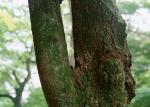 木材纹理_122